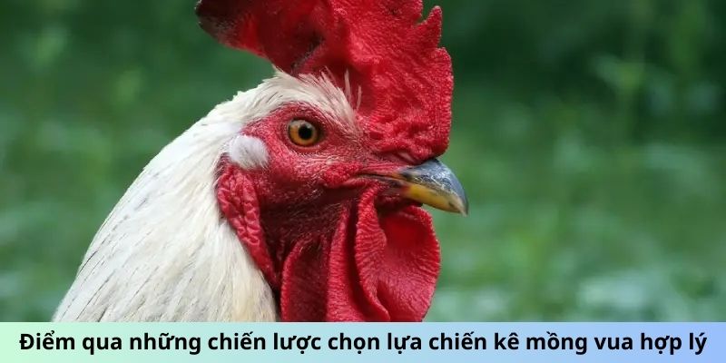 Điểm qua những chiến lược chọn lựa chiến kê Mồng Vua hợp lý