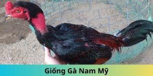 Gà nam mỹ