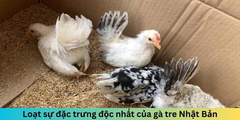 Loạt sự đặc trưng độc nhất của gà tre Nhật Bản