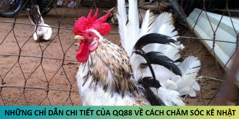 Những chỉ dẫn chi tiết của QQ88 về cách chăm sóc kê Nhật