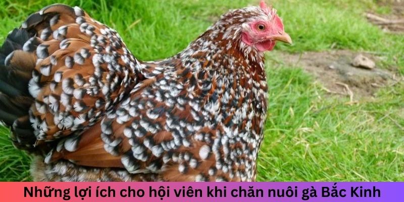 Những lợi ích cho hội viên khi chăn nuôi gà Bắc Kinh