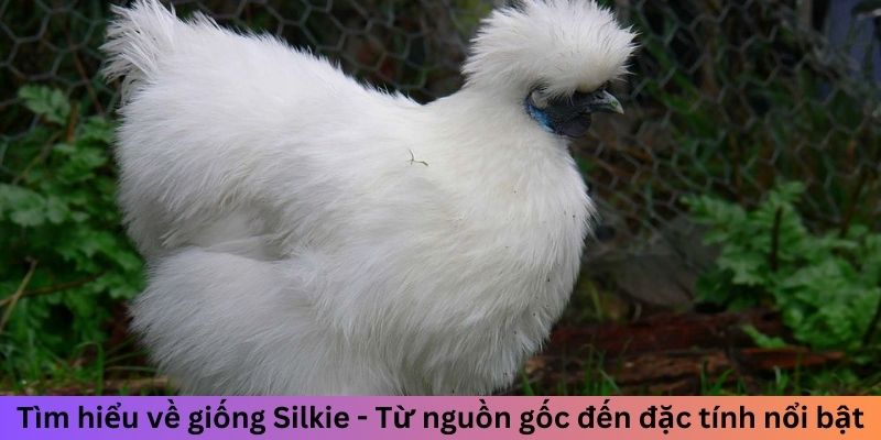 Tìm hiểu về giống Silkie - Từ nguồn gốc đến đặc tính nổi bật