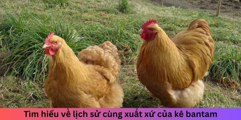 Tìm hiểu về lịch sử cùng xuất xứ của kê bantam